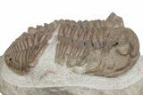 Bargain, Fossil Prochasmops Praecurrens Trilobite - Russia #363119-3